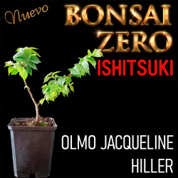 Ishitsuki Bonsai Zero Olmo...
