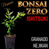 Ishitsuki Bonsai Zero Granado Nejikan