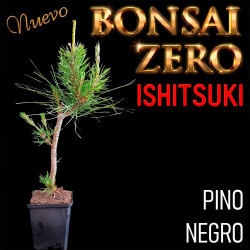 Ishitsuki Bonsai Zero Pinus...