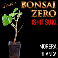 Ishitsuki Bonsai Zero Morus...