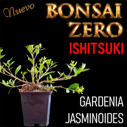 Ishitsuki Bonsai Zero...