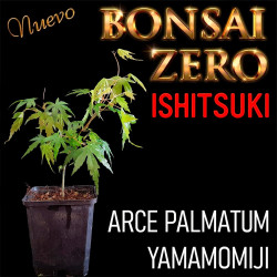 Ishitsuki Bonsai Zero Arce...