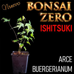 Ishitsuki Bonsai Zero Arce...