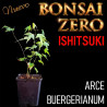 Ishitsuki Bonsai Zero Arce Buergerianum