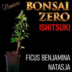 Ishitsuki Bonsai Zero Ficus...