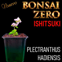 Ishitsuki Bonsai Zero...