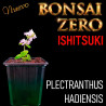 Ishitsuki Bonsai Zero Plectranthus hadiensis