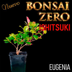 Ishitsuki Bonsai Zero Eugenia