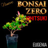 Ishitsuki Bonsai Zero Eugenia