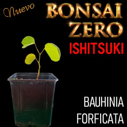 Ishitsuki Bonsai Zero...