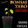 Ishitsuki Bonsai Zero Bauhinia forficata
