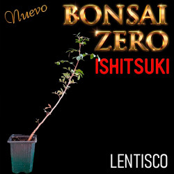 Ishitsuki Bonsai Zero Lentisco