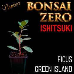 Ishitsuki Bonsai Zero Ficus...