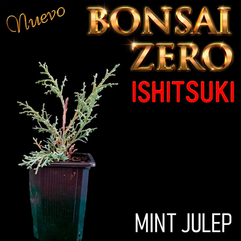 Ishitsuki Bonsai Zero Juniperus Mint Julep