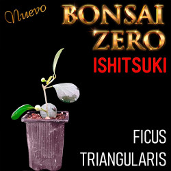 Ishitsuki Bonsai Zero Ficus...