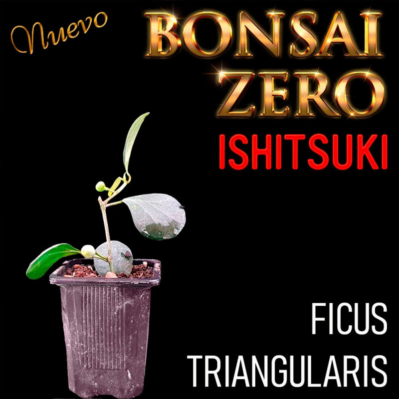 Ishitsuki Bonsai Zero Ficus Triangularis