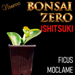 Ishitsuki Bonsai Zero Ficus...