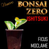 Ishitsuki Bonsai Zero Ficus Moclame