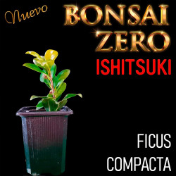 Ishitsuki Bonsai Zero Ficus...
