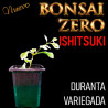 Ishitsuki Bonsai Zero Duranta Variegada