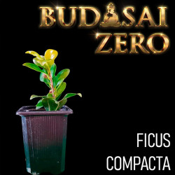 Budasai Bonsai Zero Ficus...