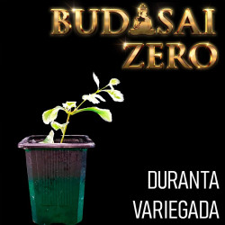 Budasai Bonsai Zero Duranta...