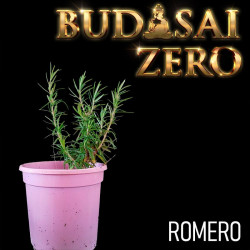 Budasai Bonsai Zero Romero