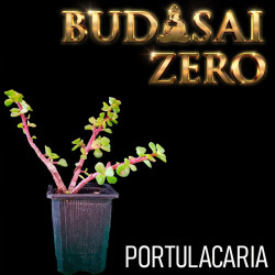 Budasai Bonsai Zero...