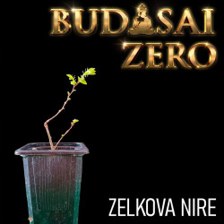 Budasai Bonsai Zero Zelkova...