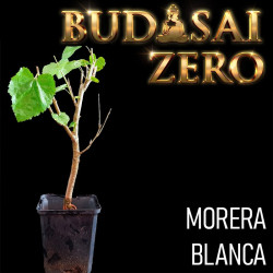 Budasai Bonsai Zero Morus Alba