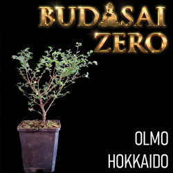 Budasai Bonsai Zero Olmo...