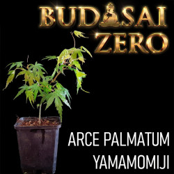 Budasai Bonsai Zero Arce...