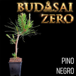 Budasai Bonsai Zero Pinus...