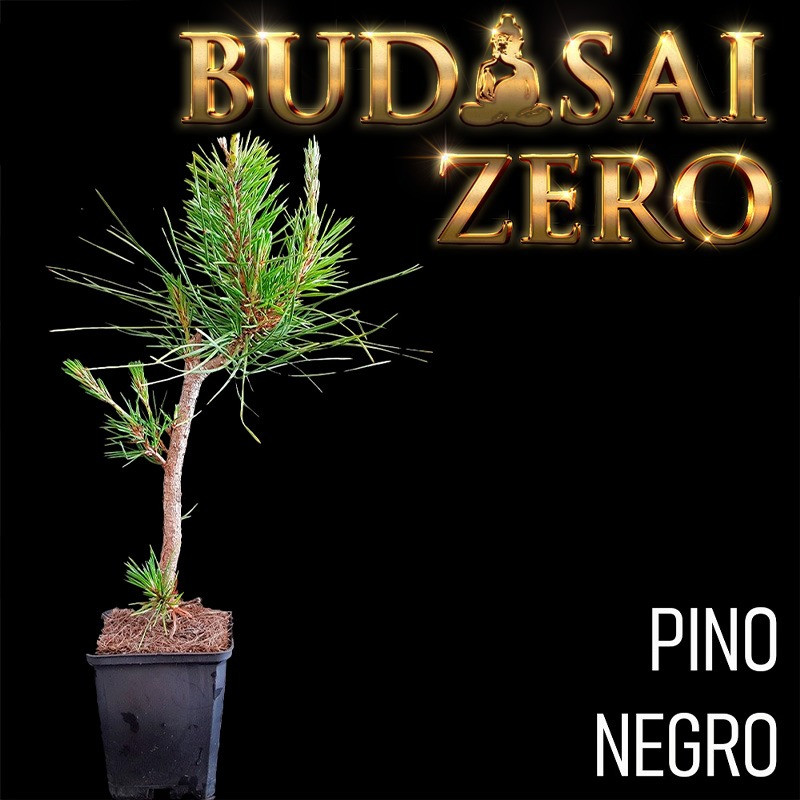 Budasai Bonsai Zero Pinus Thunbergii