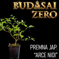 Budasai Bonsai Zero Premna...