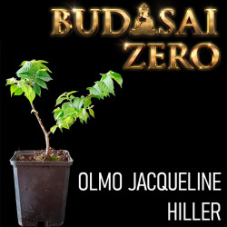 Budasai Bonsai Zero Olmo...