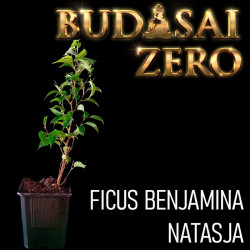 Budasai Bonsai Zero Ficus...