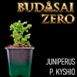 Budasai Bonsai Zero...