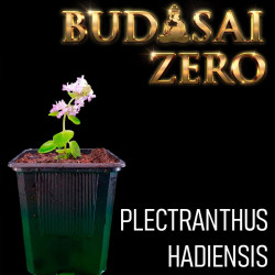 Budasai Bonsai Zero...