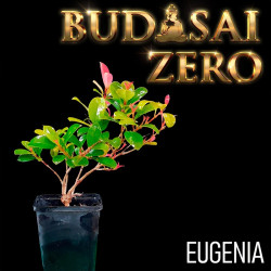 Budasai Bonsai Zero Eugenia