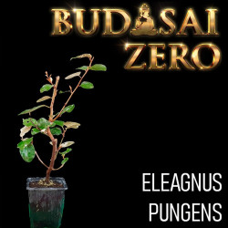 Budasai Bonsai Zero...