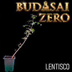 Budasai Bonsai Zero Lentisco