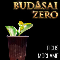 Budasai Bonsai Zero Ficus...