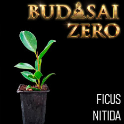 Budasai Bonsai Zero Ficus...