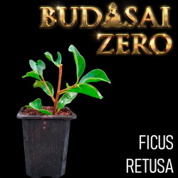 Budasai Bonsai Zero Ficus...