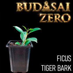 Budasai Bonsai Zero Ficus...