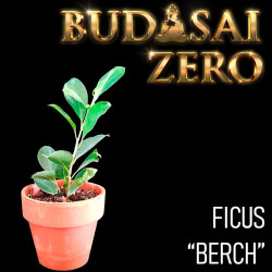 Budasai Bonsai Zero Ficus...