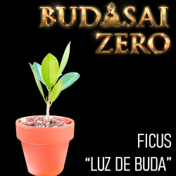 Budasai Bonsai Zero Ficus...