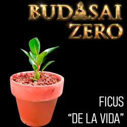 Budasai Bonsai Zero Ficus...