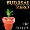 Budasai Bonsai Zero Ficus Árbol de la Vida (con certificado)